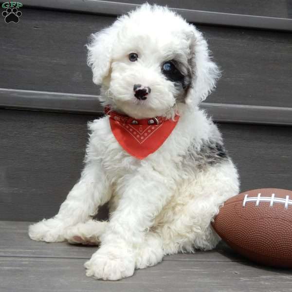 Tucker, Mini Sheepadoodle Puppy