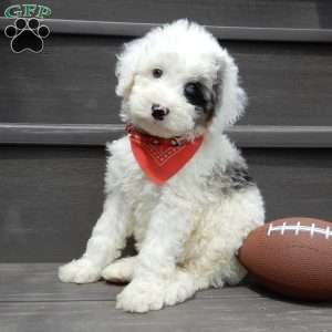Tucker, Mini Sheepadoodle Puppy