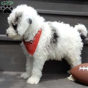 Tucker, Mini Sheepadoodle Puppy