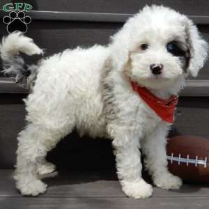 Tucker, Mini Sheepadoodle Puppy