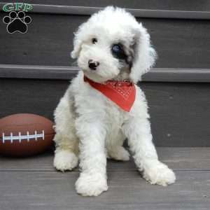 Tucker, Mini Sheepadoodle Puppy