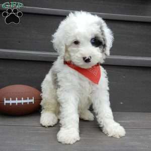 Tucker, Mini Sheepadoodle Puppy