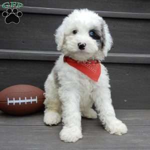 Tucker, Mini Sheepadoodle Puppy