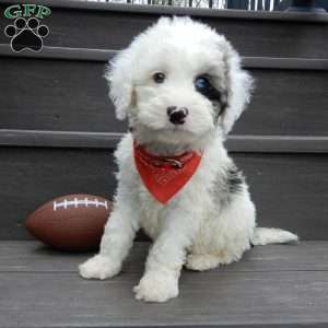Tucker, Mini Sheepadoodle Puppy