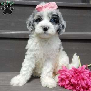 Willow, Mini Sheepadoodle Puppy