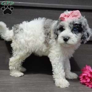 Willow, Mini Sheepadoodle Puppy