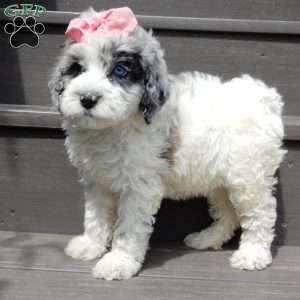 Willow, Mini Sheepadoodle Puppy