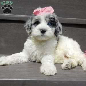 Willow, Mini Sheepadoodle Puppy