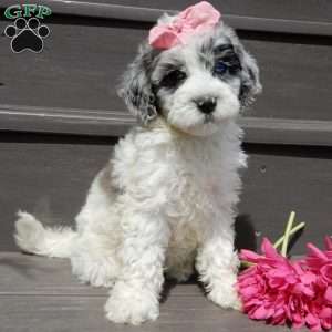 Willow, Mini Sheepadoodle Puppy