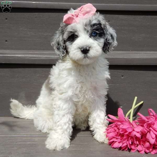 Willow, Mini Sheepadoodle Puppy