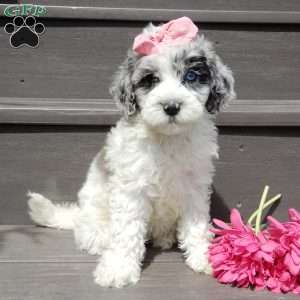 Willow, Mini Sheepadoodle Puppy