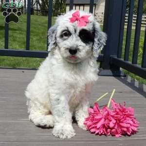 Brooke, Mini Sheepadoodle Puppy