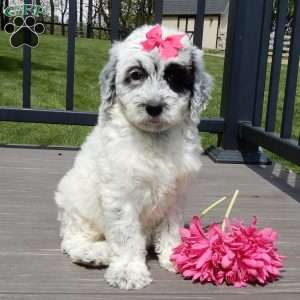 Brooke, Mini Sheepadoodle Puppy