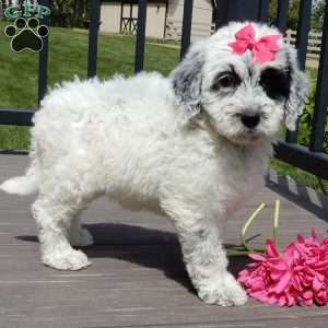 Brooke, Mini Sheepadoodle Puppy