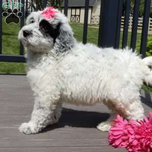 Brooke, Mini Sheepadoodle Puppy