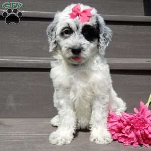 Brooke, Mini Sheepadoodle Puppy