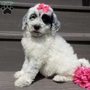 Brooke, Mini Sheepadoodle Puppy