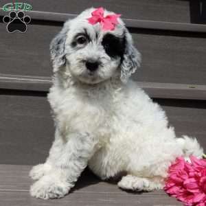 Brooke, Mini Sheepadoodle Puppy