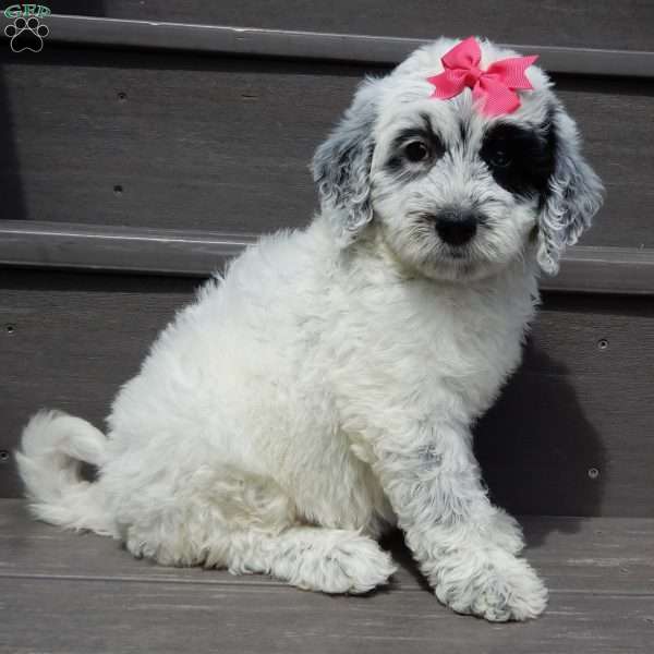 Brooke, Mini Sheepadoodle Puppy