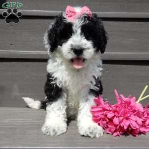 Panda, Mini Sheepadoodle Puppy