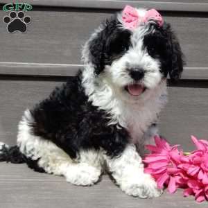 Panda, Mini Sheepadoodle Puppy