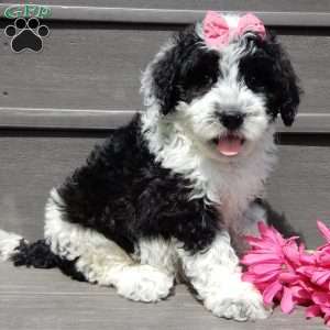 Panda, Mini Sheepadoodle Puppy
