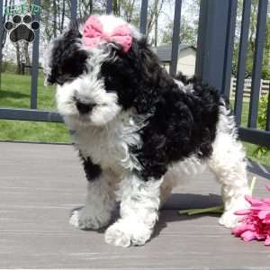 Panda, Mini Sheepadoodle Puppy