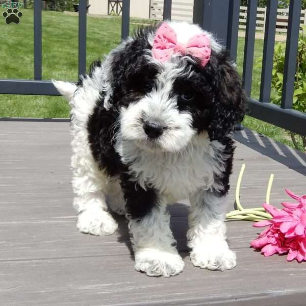 Panda, Mini Sheepadoodle Puppy