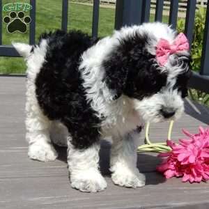 Panda, Mini Sheepadoodle Puppy