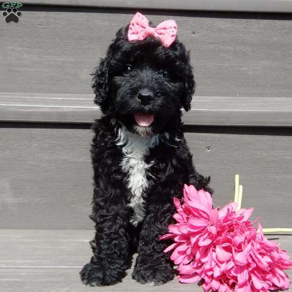 Addi, Mini Sheepadoodle Puppy