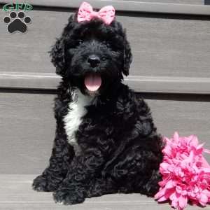 Addi, Mini Sheepadoodle Puppy
