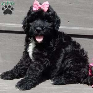 Addi, Mini Sheepadoodle Puppy