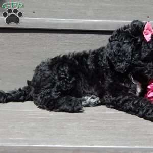 Addi, Mini Sheepadoodle Puppy