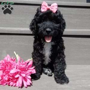 Addi, Mini Sheepadoodle Puppy