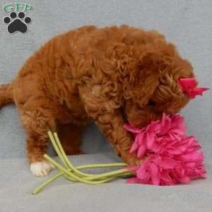 Betsie, Mini Goldendoodle Puppy