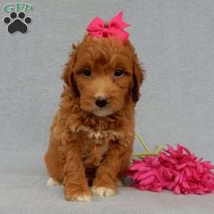 Betsie, Mini Goldendoodle Puppy