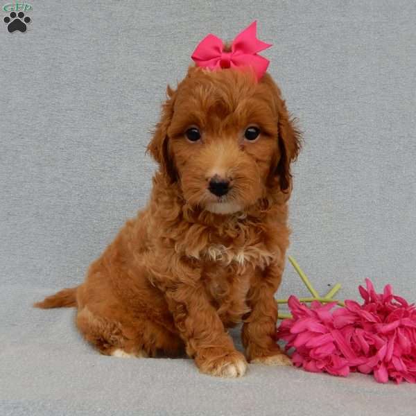 Betsie, Mini Goldendoodle Puppy