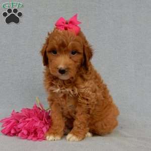 Betsie, Mini Goldendoodle Puppy