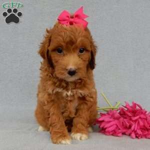 Betsie, Mini Goldendoodle Puppy
