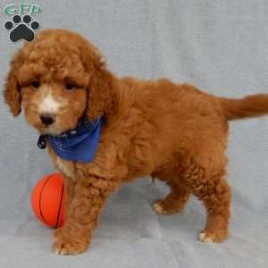 Douglas, Mini Goldendoodle Puppy