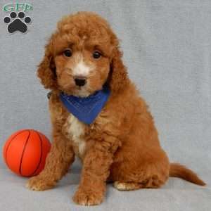 Douglas, Mini Goldendoodle Puppy