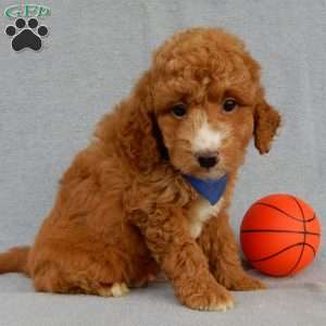 Douglas, Mini Goldendoodle Puppy
