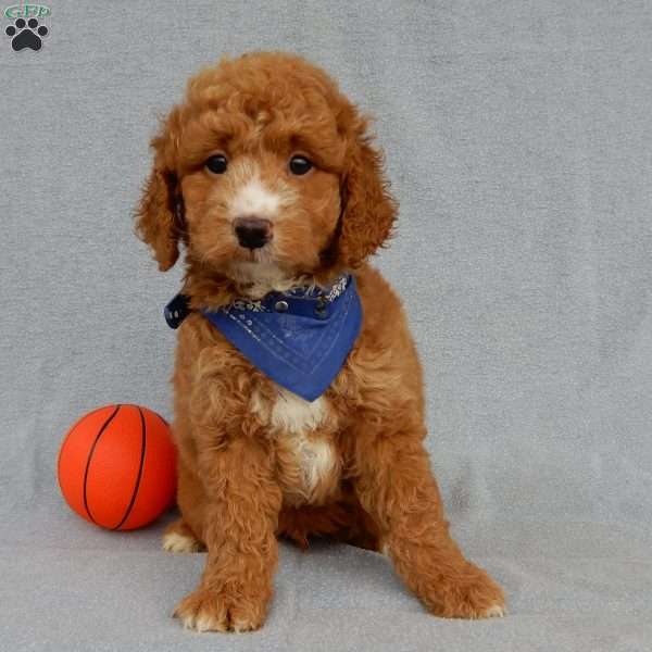 Douglas, Mini Goldendoodle Puppy