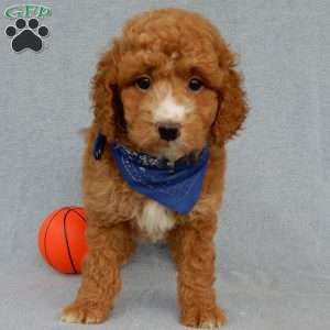 Douglas, Mini Goldendoodle Puppy