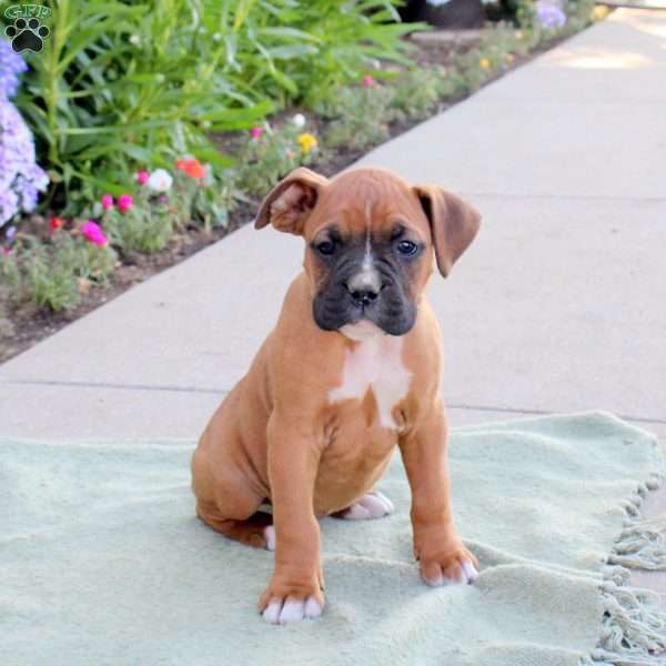 Racer, Boxer Puppy