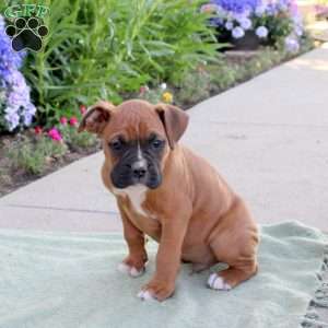 Racer, Boxer Puppy