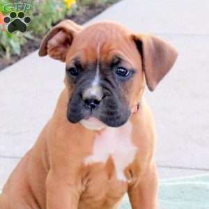 Racer, Boxer Puppy
