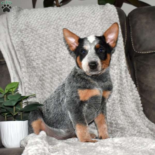 Rainbow, Blue Heeler – Australian Cattle Dog Puppy