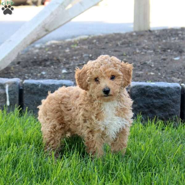 Rainbow, Miniature Poodle Puppy