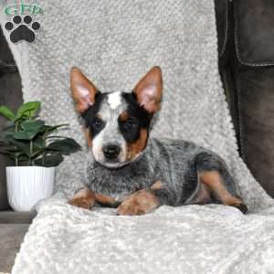 Rainbow, Blue Heeler – Australian Cattle Dog Puppy